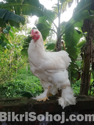 ব্রাহমা